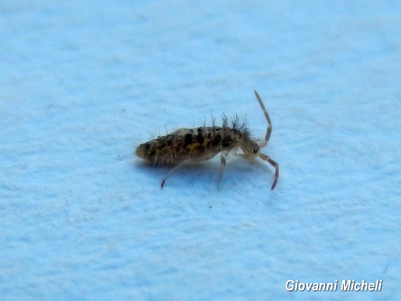 Collembola: cfr. Orchesella villosa (Entomobryidae)